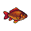 Crucian Carp