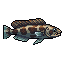 Snakehead
